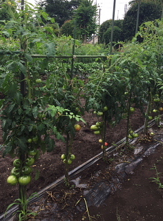 c0039501_09200811.jpeg
