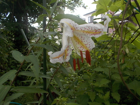 a0203003_16304064.jpg