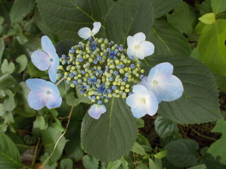 神目箒発芽・山百合・自然児の葡萄など_a0203003_16335885.jpg