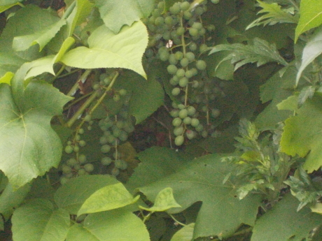 a0203003_16344518.jpg