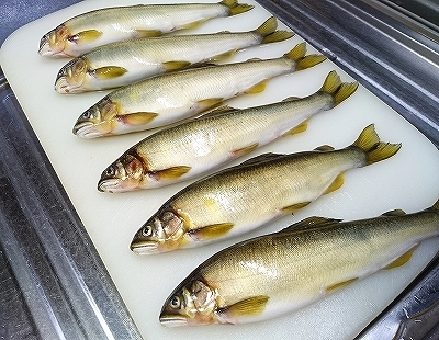 魚も顔で勝負?_e0289203_20552539.jpg
