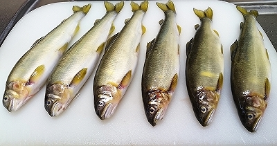 魚も顔で勝負?_e0289203_20552729.jpg