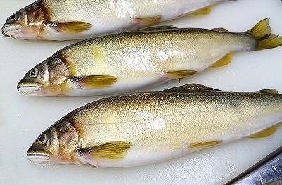 魚も顔で勝負?_e0289203_20552943.jpg