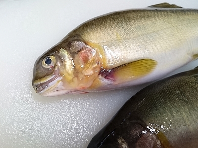 魚も顔で勝負?_e0289203_20553816.jpg