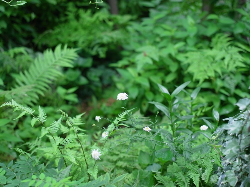 梅雨時の花_e0276411_13011751.jpg