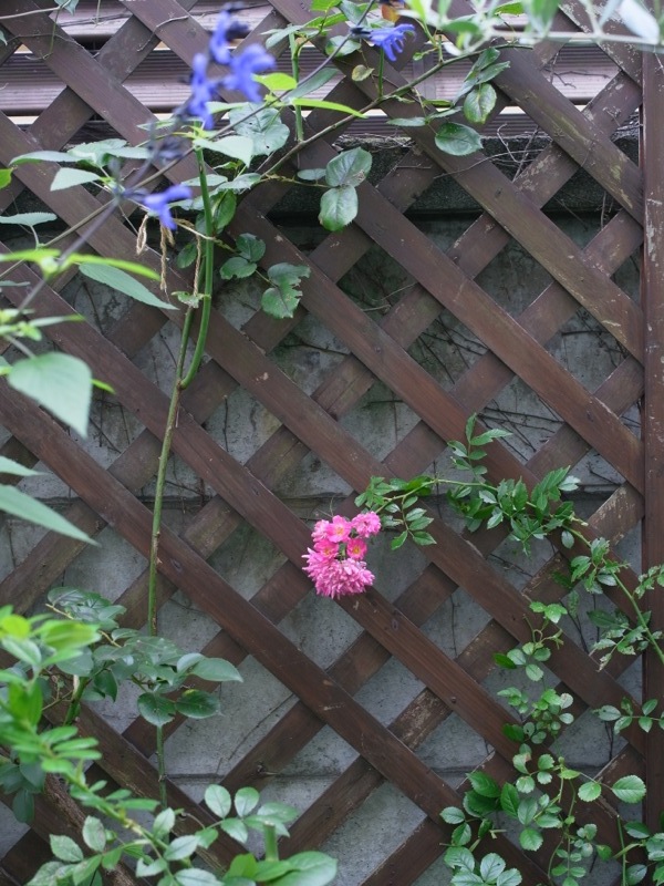 梅雨時の花_e0276411_13012716.jpg