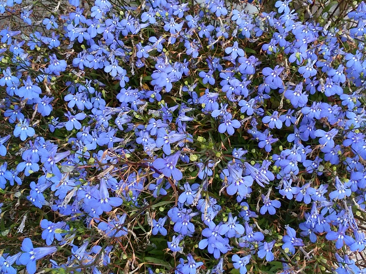 園芸種の花の名前が分かんねぇ アイガング