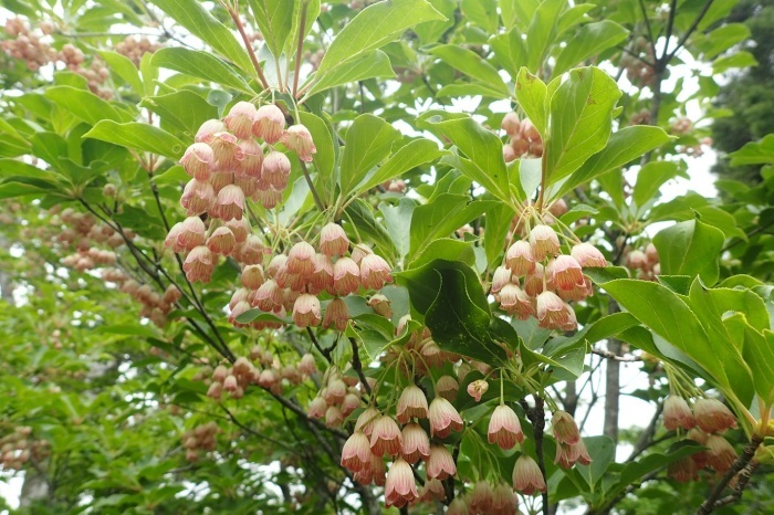 寂地山のハスノハイチゴ （良）6月2日～6日撮影 : 野山の花たち