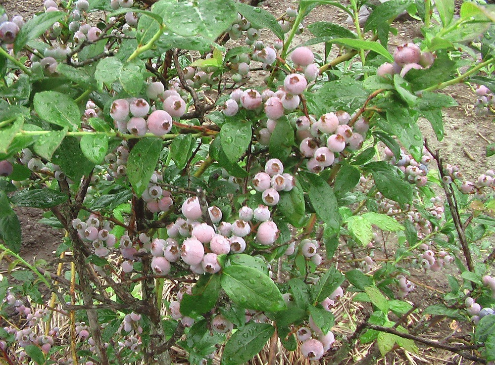 c0335218_17051550.jpg