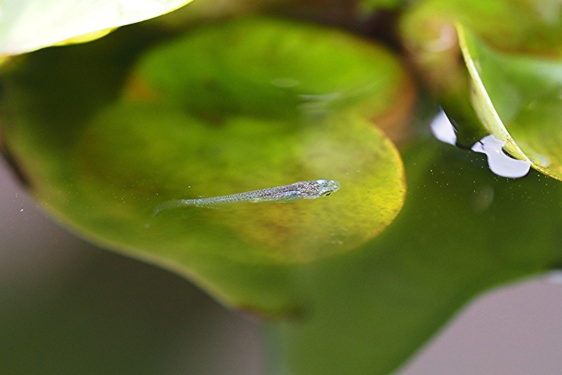 宝石を纏うホテイソウの蕊_a0031821_17023023.jpg