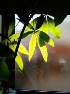 c0074721_16082690.jpg