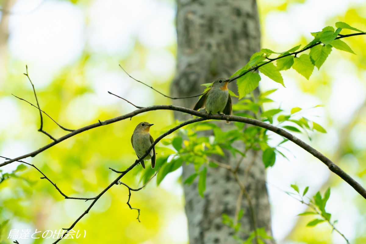 千島列島バードスペシャル（１）オジロビタキ・・・Taiga Flycatcher_e0139623_19151699.jpg