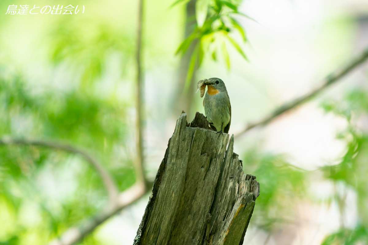 千島列島バードスペシャル（１）オジロビタキ・・・Taiga Flycatcher_e0139623_19165170.jpg