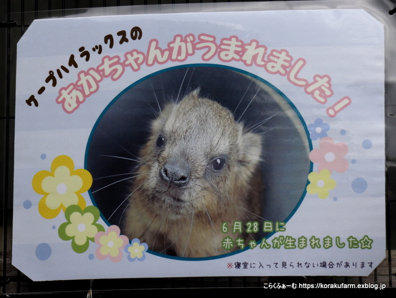 はじめまして 京都ケープハイラックス ポテチとニッパの赤ちゃん 生後10日目 こらくふぁーむ はじめまして 京都ケープハイラックス ポテチとニッパの赤ちゃん 生後10日目 こらくふぁーむ