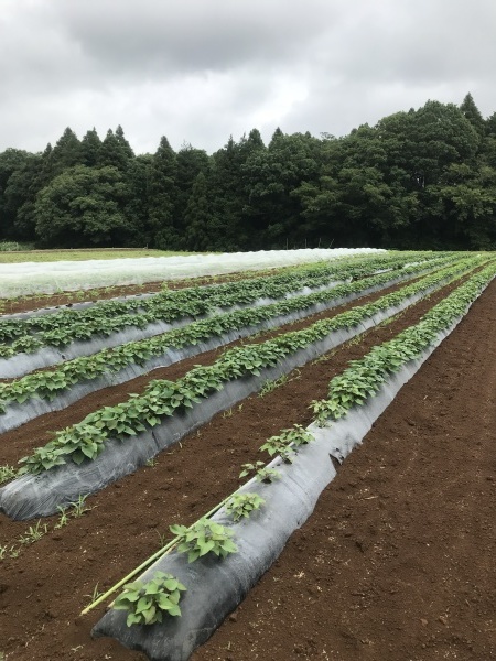 6月の元気村とからは～いの農福連携プログラムです_e0164724_22274975.jpg