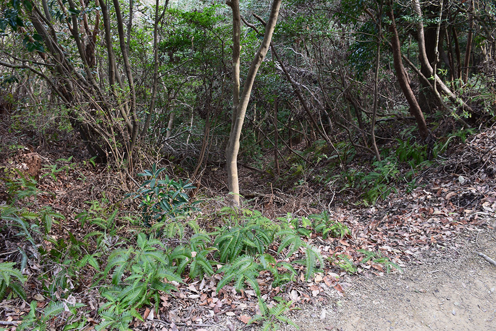 阿波国最大の山城、一宮城攻城記。 その1 <登山口~湧水>_e0158128_14444579.jpg