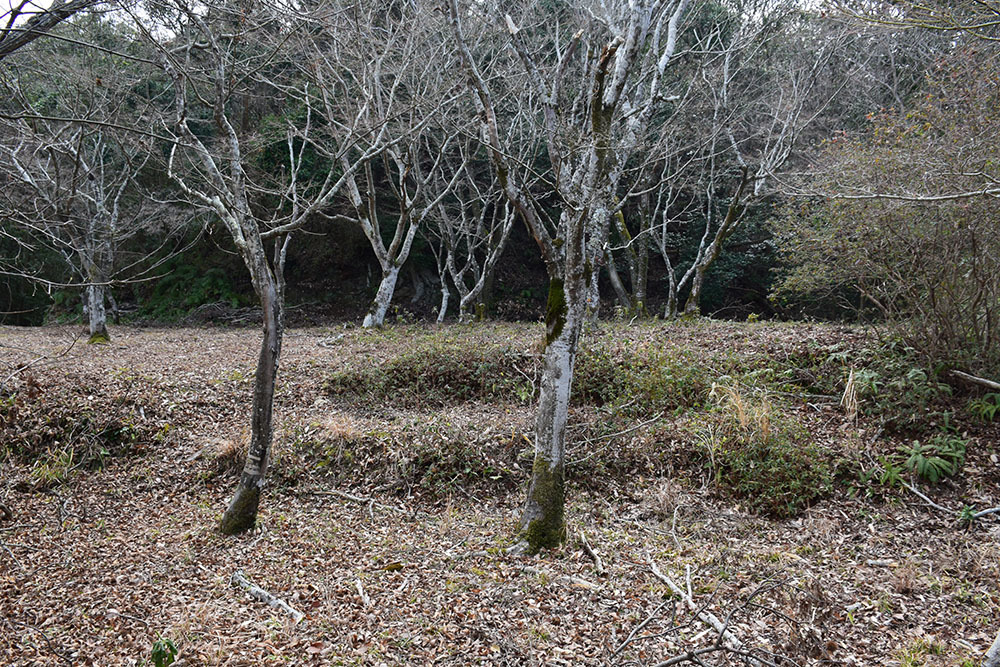 阿波国最大の山城、一宮城攻城記。 その1 <登山口~湧水>_e0158128_14531355.jpg