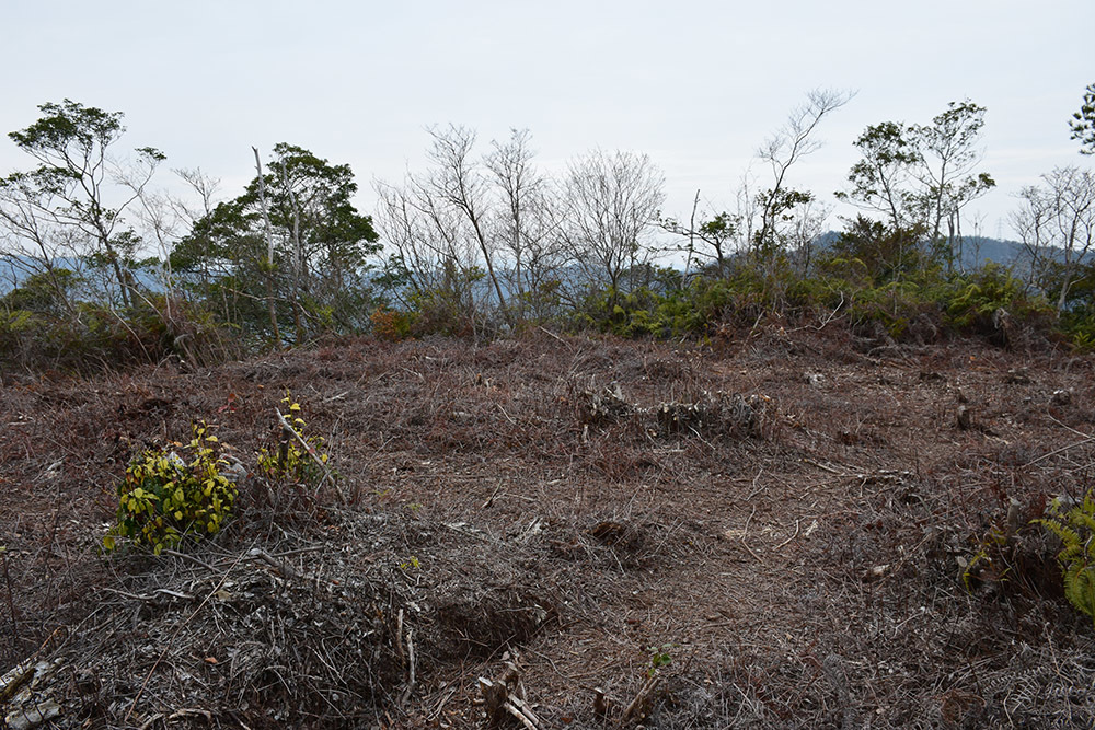 阿波国最大の山城、一宮城攻城記。 その4 <小倉丸~椎の丸~下山道>_e0158128_16464783.jpg