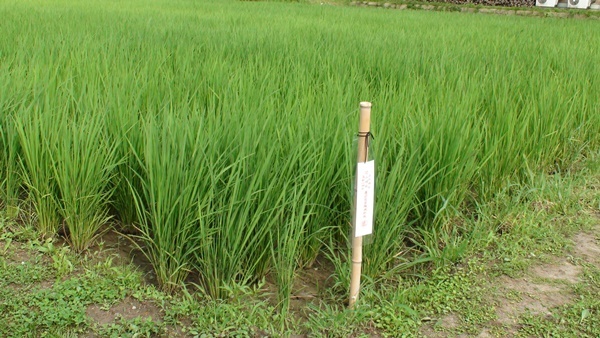 梅雨の中休み？ ツバメ、ウスバキトンボ_a0123836_16180429.jpg