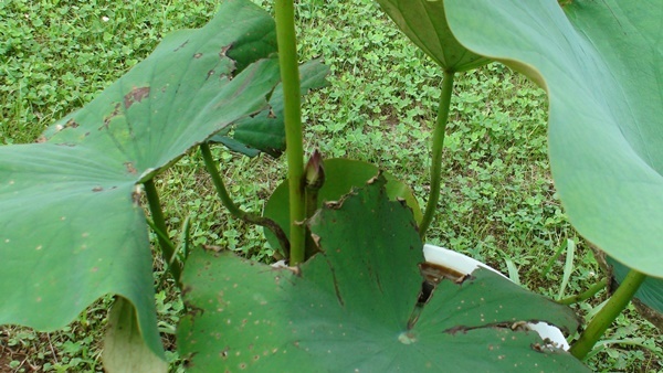 梅雨の中休み？ ツバメ、ウスバキトンボ_a0123836_16180905.jpg