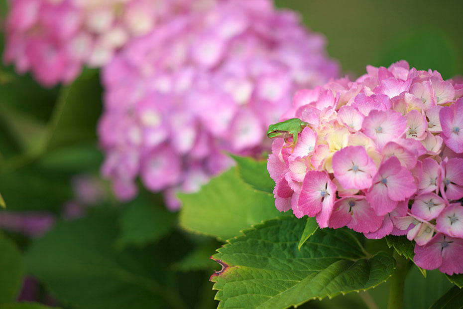 紫陽花に集合’19 #1_c0067040_22474375.jpg
