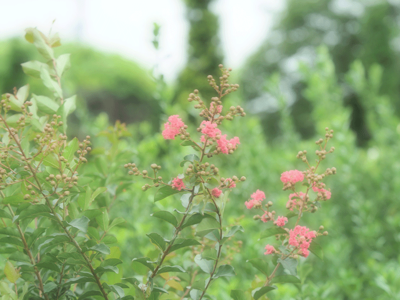 d0290240_14301166.gif