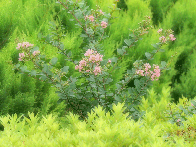 d0290240_14301947.gif