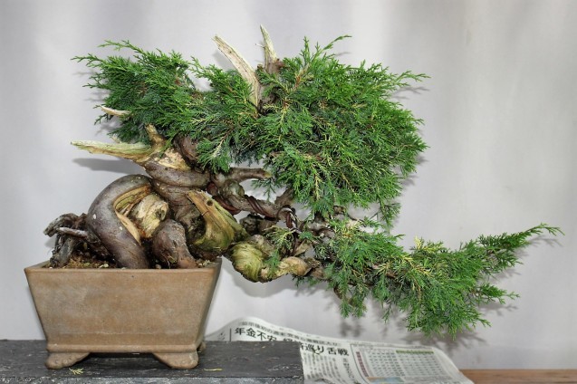 真柏のジンシャリ作り : 雨宮園 ～盆栽・山野草・陶芸～ 趣味が