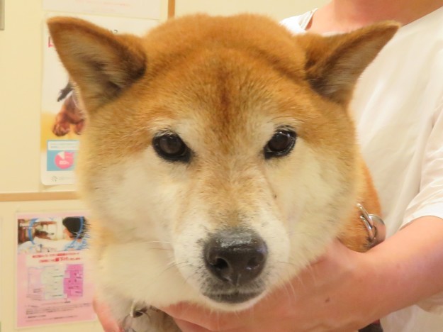 7 月 9 日の写真_c0174644_11264877.jpg