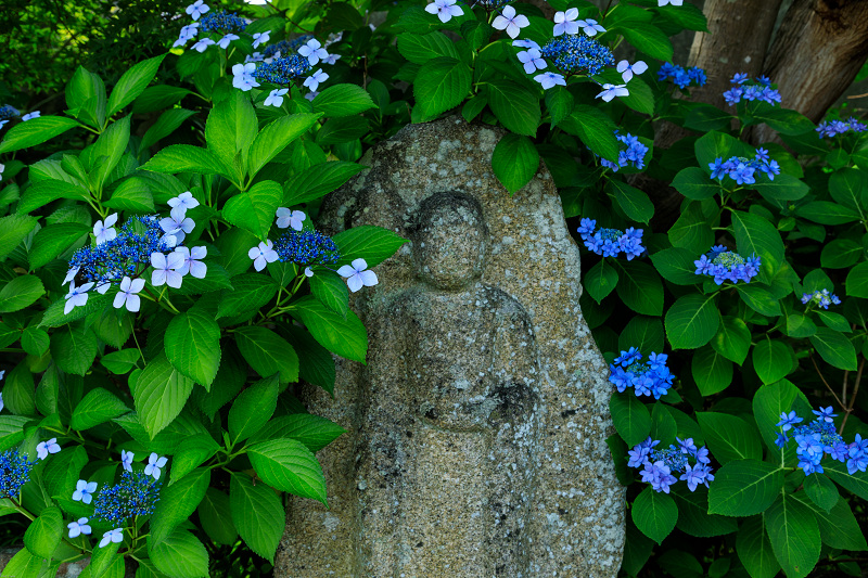夏の花 蓮と桔梗 元興寺 花景色 K W C Photoblog 夏の花 蓮と桔梗 元興寺 花景色 K W C Photoblog