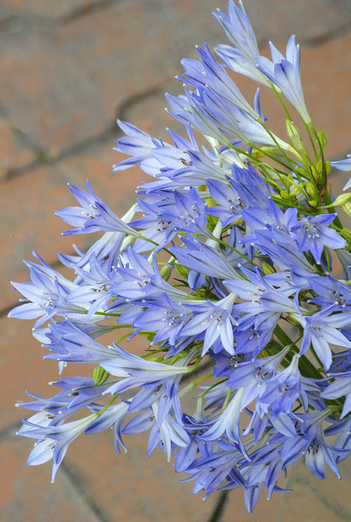 7月9日 ブローディア 花ねこ日記 7月9日 ブローディア 花ねこ日記