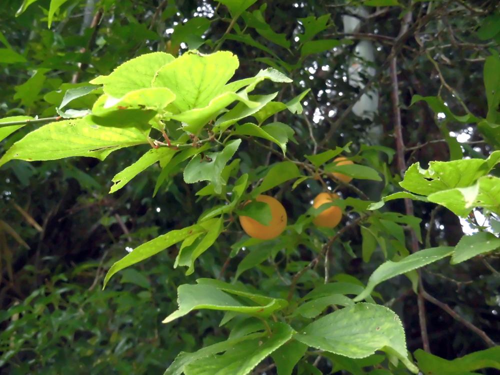 e0024554_23211250.jpg