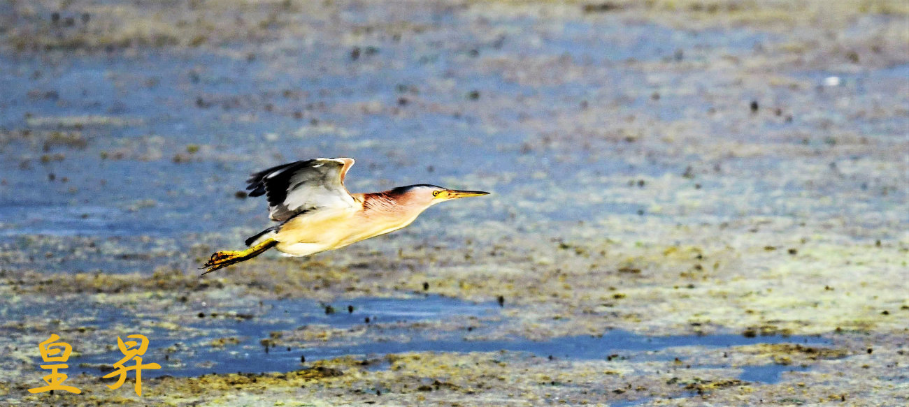 遊水地内を飛翔している、子育て中のため鳴かない。誠_d0370867_14082075.jpg