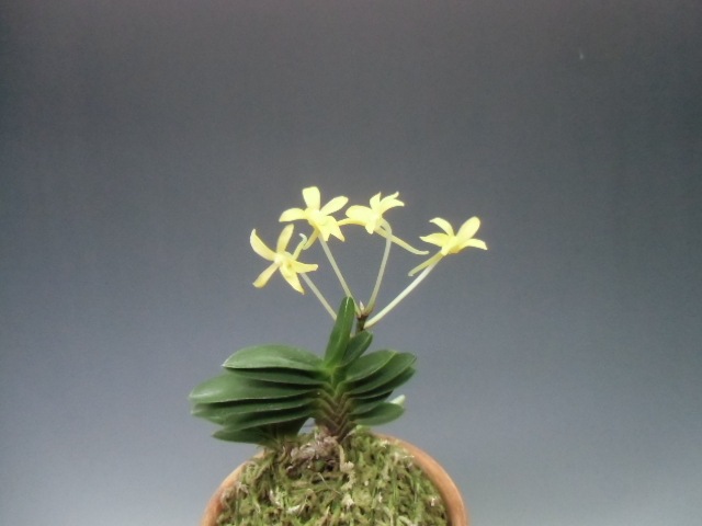 富貴蘭 黄金丸 : DREAM GRASSES