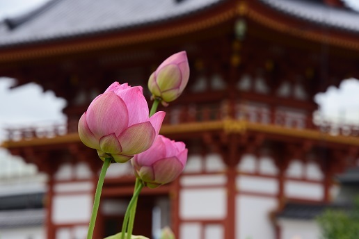 蓮と桔梗の咲くお寺　　喜光寺・元興寺_c0303868_15395291.jpg