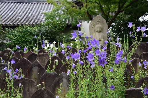 蓮と桔梗の咲くお寺　　喜光寺・元興寺_c0303868_15505614.jpg