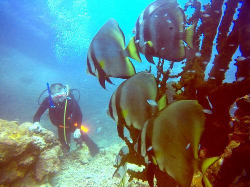 ブルーウォーターな名蔵湾で真夏のダイビング♪_e0096370_09353258.jpg