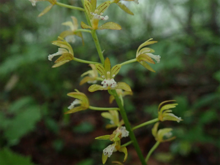 花の焼石岳①（岩手県奥州市）_d0182075_06382744.jpg