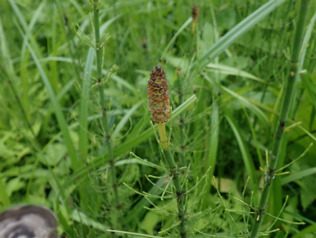 花の焼石岳①（岩手県奥州市）_d0182075_06401157.jpg