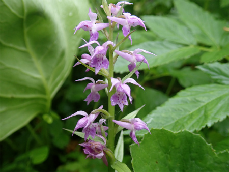 花の焼石岳①（岩手県奥州市）_d0182075_06402181.jpg