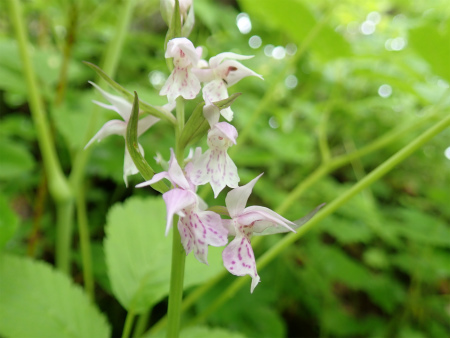 花の焼石岳①（岩手県奥州市）_d0182075_06403302.jpg