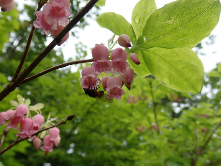 花の焼石岳①（岩手県奥州市）_d0182075_06405362.jpg