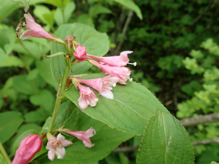 花の焼石岳①（岩手県奥州市）_d0182075_06420314.jpg