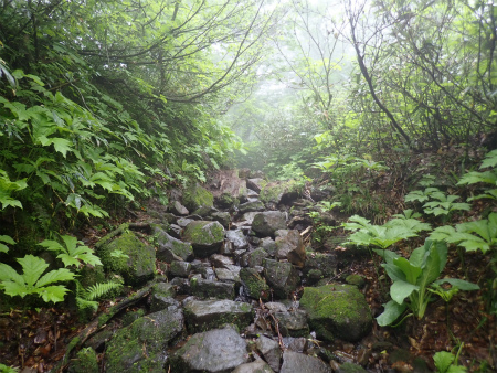 花の焼石岳①（岩手県奥州市）_d0182075_06421364.jpg