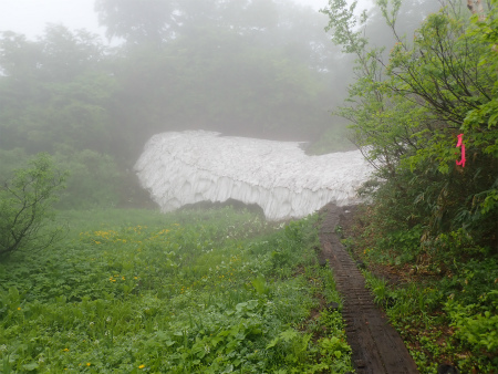 花の焼石岳①（岩手県奥州市）_d0182075_06433022.jpg