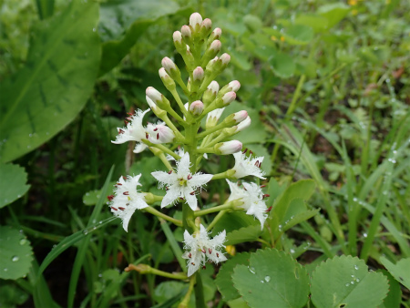 花の焼石岳①（岩手県奥州市）_d0182075_06433937.jpg