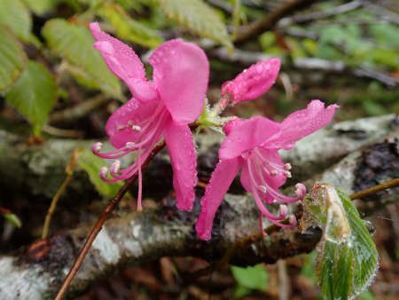 花の焼石岳①（岩手県奥州市）_d0182075_06434881.jpg