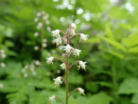 花の焼石岳①（岩手県奥州市）_d0182075_06435730.jpg