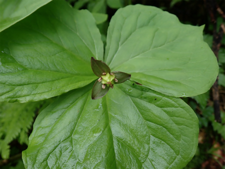 花の焼石岳①（岩手県奥州市）_d0182075_06443061.jpg