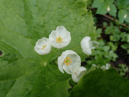 花の焼石岳①（岩手県奥州市）_d0182075_06461654.jpg